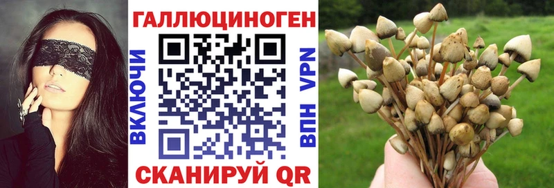 Купить  Шиханы  Псилоцибиновые грибы Psilocybine cubensis 